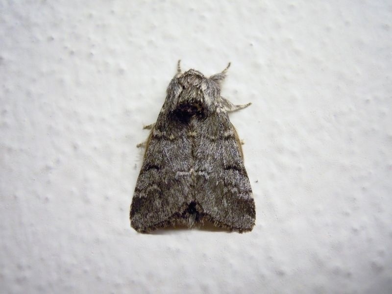 Altro presunto Noctuidae. No, Notodontidae: Drymonia ruficornis